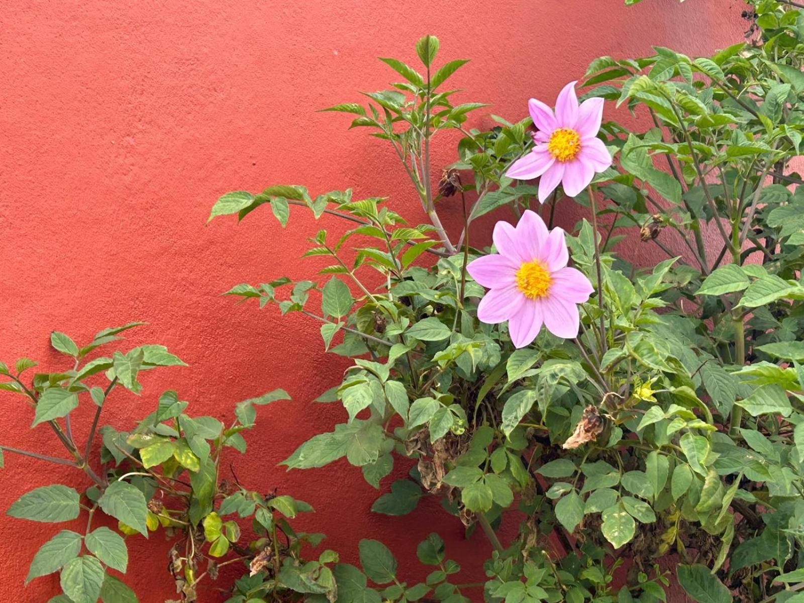 Jardin Hayas Séjour à la campagne Valle Gran Rey